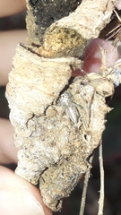 Thyene coccineovittata