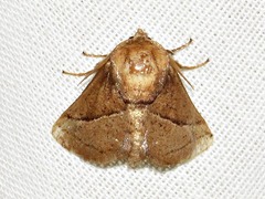 Omocenoides isophanes