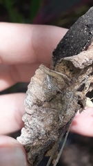 Thyene coccineovittata