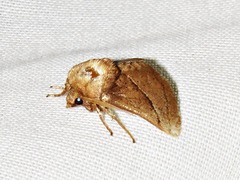 Omocenoides isophanes