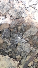 Thyene coccineovittata