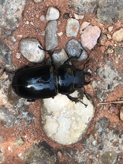 Lucanus barbarossa