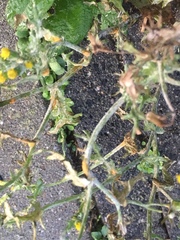 Puccinia lagenophorae