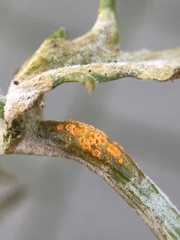 Puccinia lagenophorae