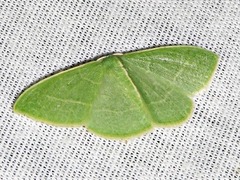 Neromia
