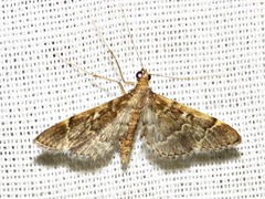 Duponchelia lanceolalis