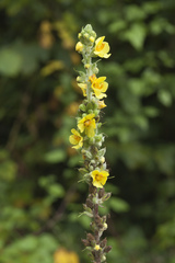 Verbascum gnaphalodes