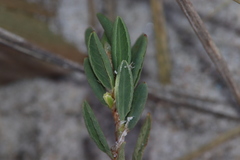 Polygonum glaucum