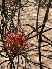 Amyema linophylla