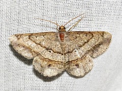 Chiasmia streniata streniata