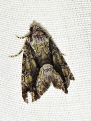 Iambia inferalis