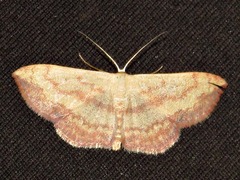 Scopula caesaria
