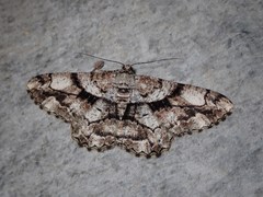 Peribatodes umbraria