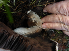 Agaricus cruciquercorum