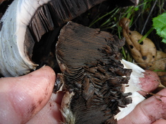 Agaricus cruciquercorum