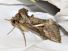 Vittaplusia vittata