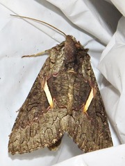 Vittaplusia vittata