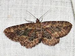 Horisme obscurata obscurata