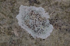 Lichenoconium lecanorae