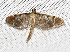 Duponchelia lanceolalis