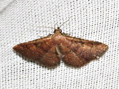 Cerynea thermesialis