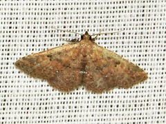 Cerynea thermesialis