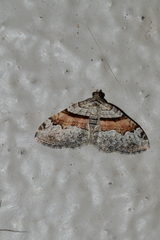 Xanthorhoe packardata