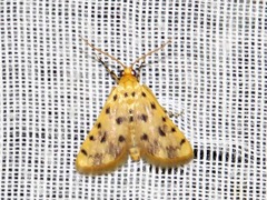 Calamoschoena stictalis
