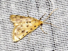 Calamoschoena stictalis