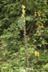 Verbascum gnaphalodes