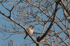 Passer domesticus