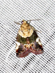 Hypercodia wheeleri