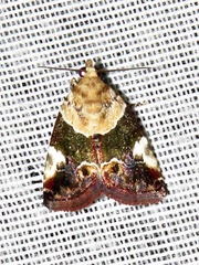 Hypercodia wheeleri