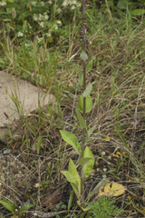 Verbascum gnaphalodes