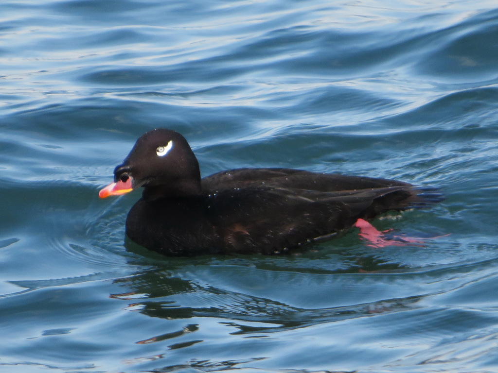 Stejneger's Scoter