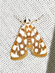 Obtusipalpis pardalis