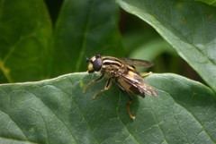 Helophilus antipodus