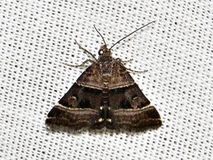 Eulocastra hypotaenia