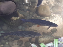 Leptobarbus hoevenii