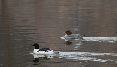 Mergus merganser