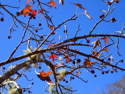 Liquidambar styraciflua image