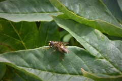 Helophilus antipodus