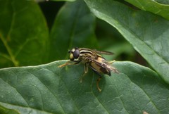 Helophilus antipodus
