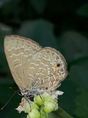 Anthene emolus goberus