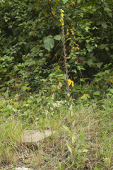 Verbascum gnaphalodes