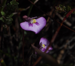 Utricularia uniflora