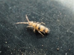Entomobrya triangularis