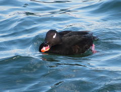 Melanitta stejnegeri