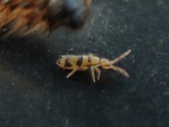 Entomobrya triangularis