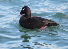 Melanitta stejnegeri
